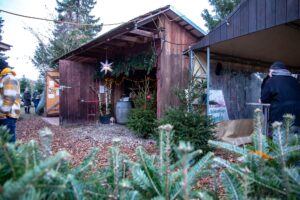 vieth-weihnachstbauume-1