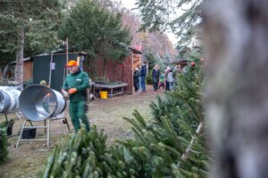 vieth-weihnachstbauume-10