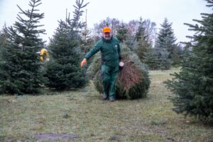 vieth-weihnachstbauume-14