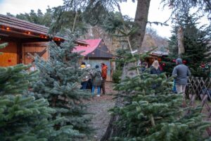 vieth-weihnachstbauume-17