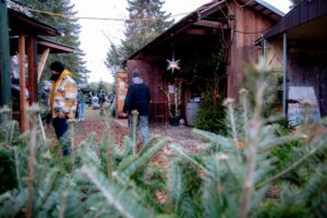 vieth-weihnachstbauume-2
