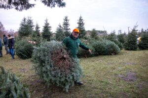 vieth-weihnachstbauume-8