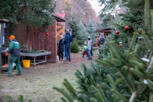 vieth-weihnachstbauume-9